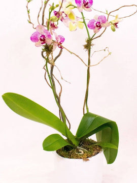 Phalaenopsis Orchid