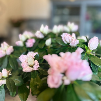 pink-blooming-azalea