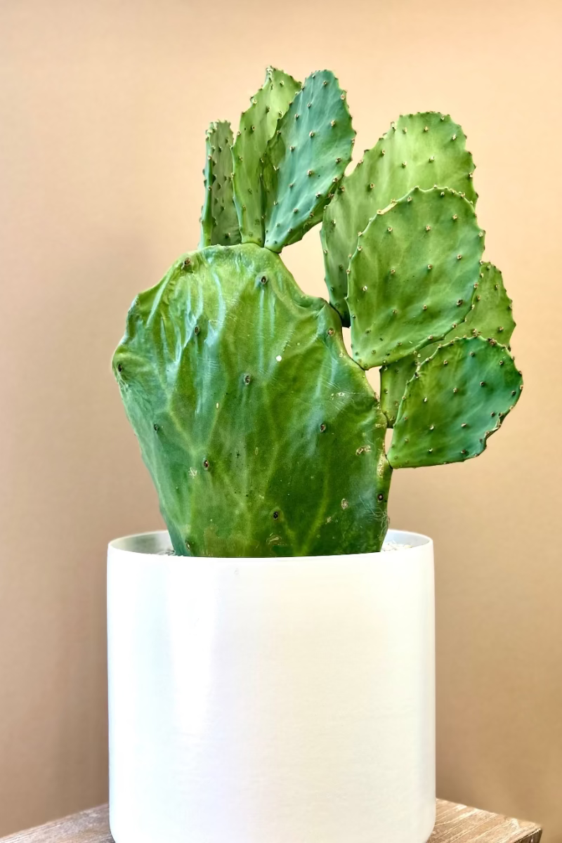 Cactus plant in a white pot for floor or fireplace hearth 