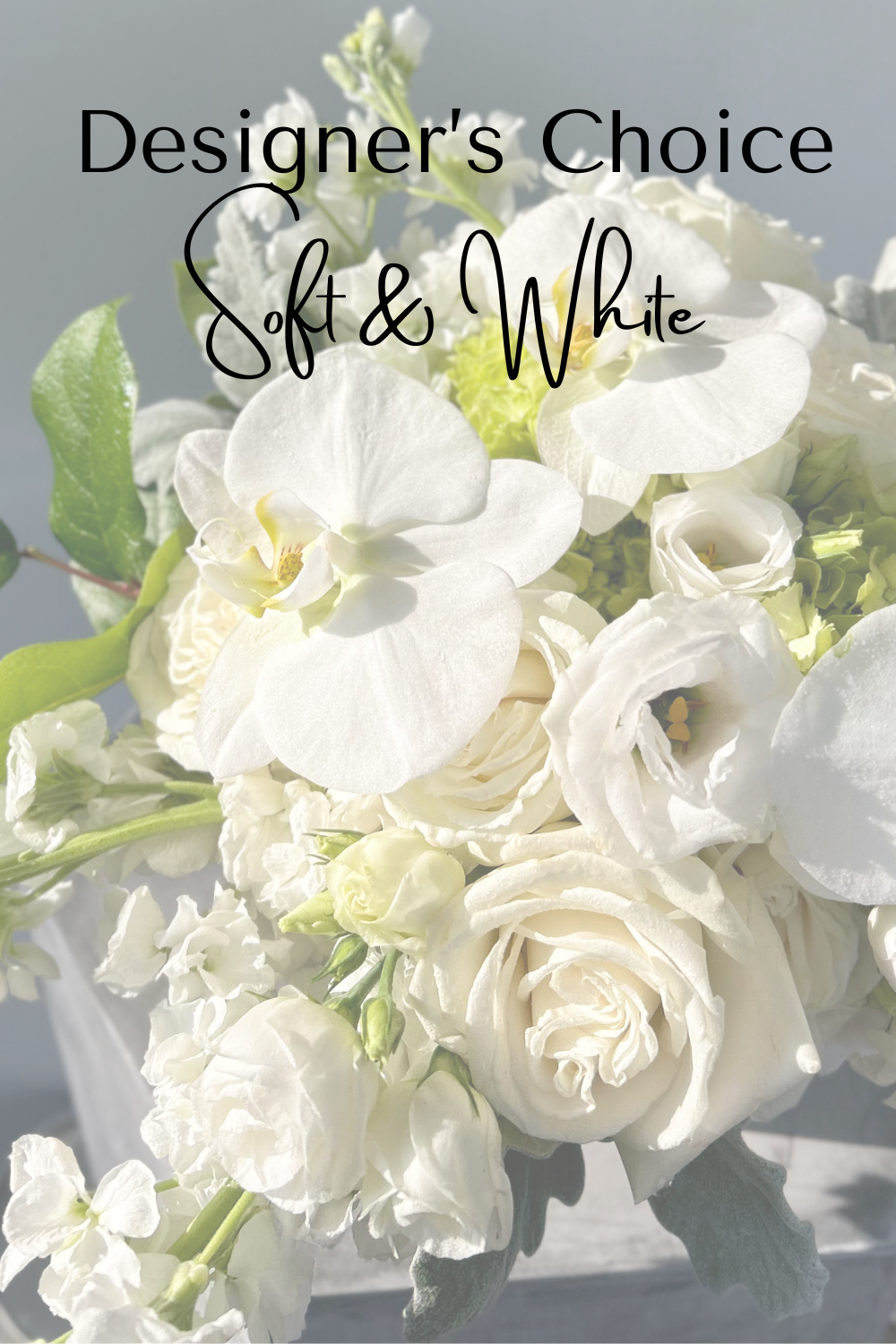 Designer's Choice w/ Soft Whites