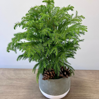 Norfolk Island Pine