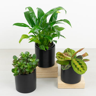 Green Plant Trio
