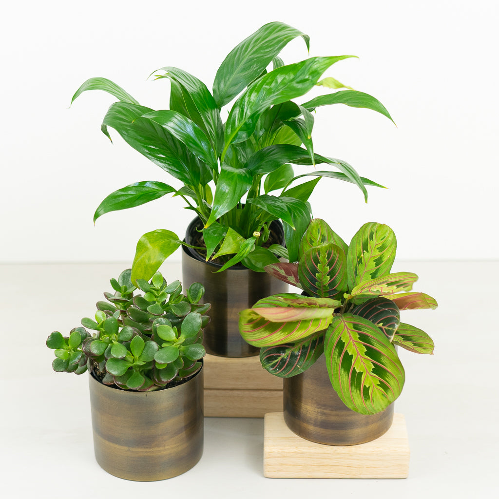 Green Plant Trio