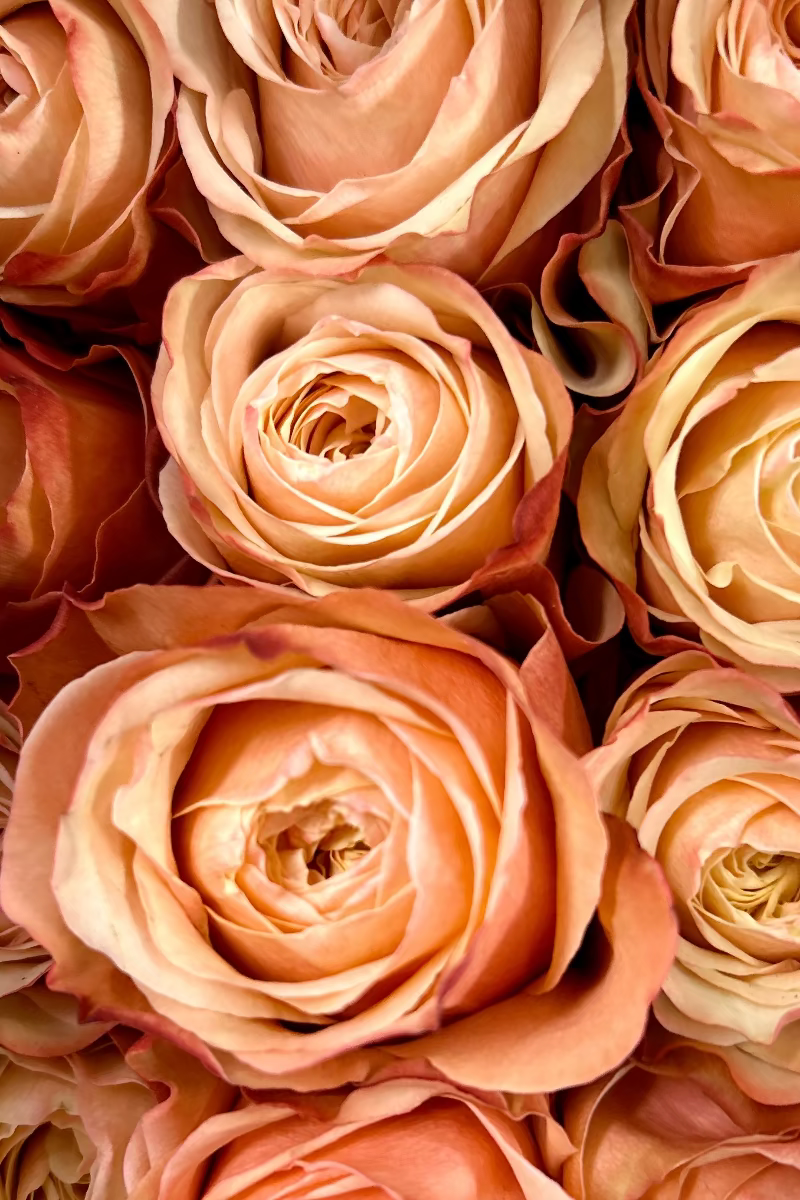 pink roses for anniversary delivery