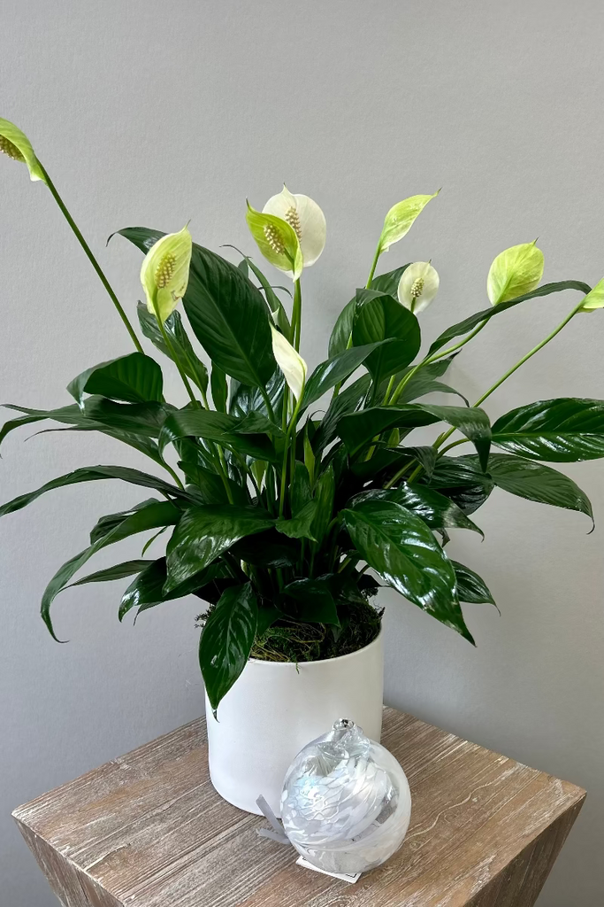 white silver peace lily Remembrance Orb + Peace Lily
