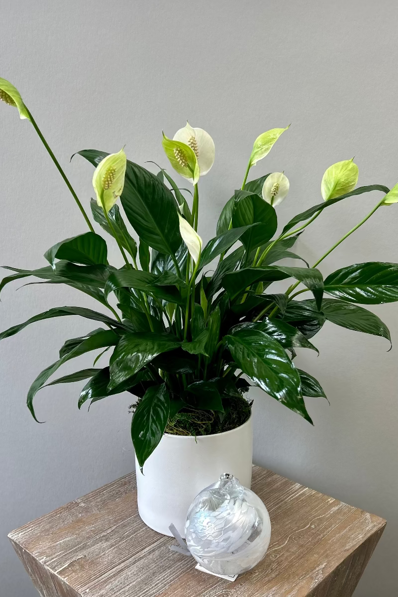 Potted peace lily with a hand blown glass orb for a sympathy or funeral gif