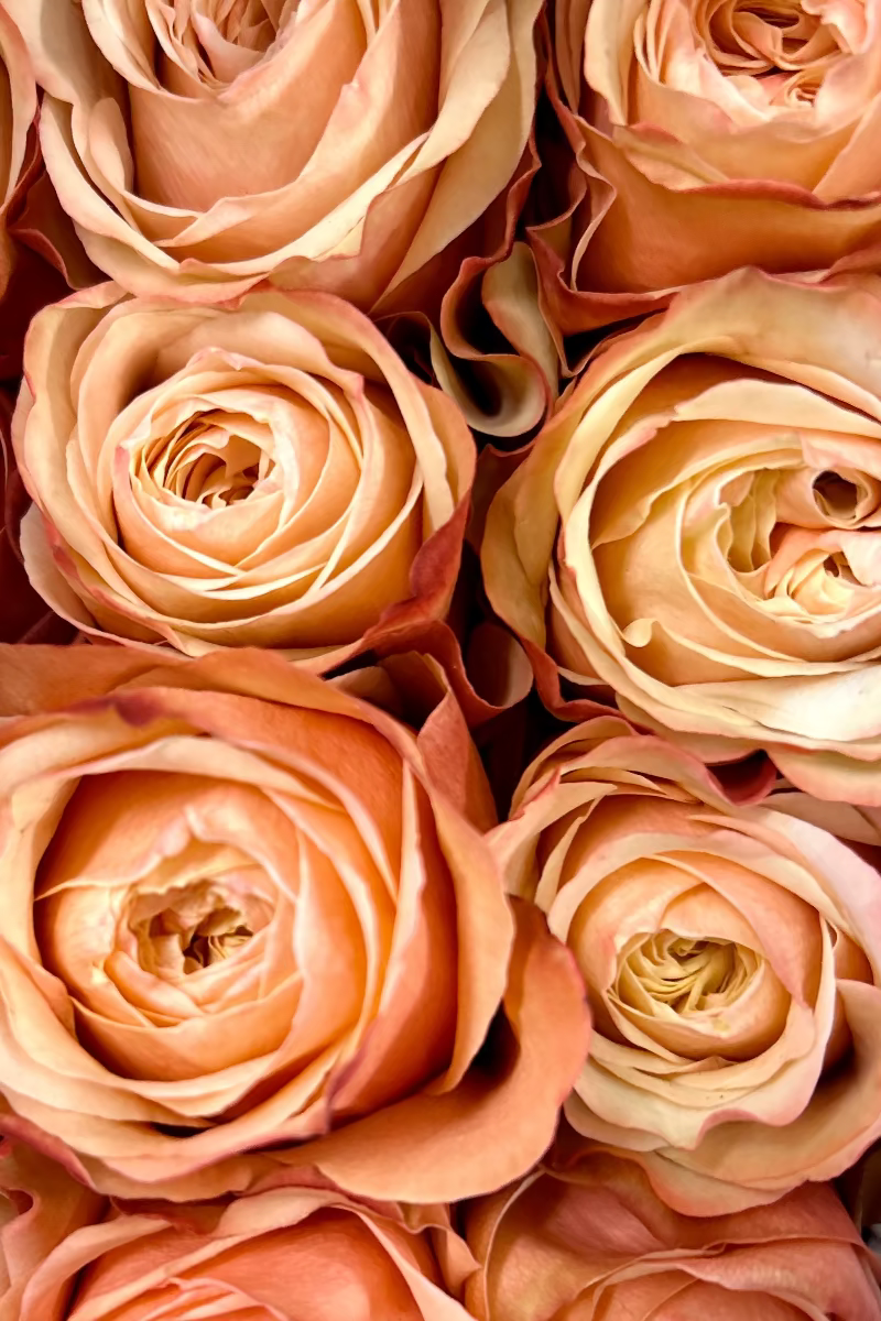 pink rose dozen arrangement