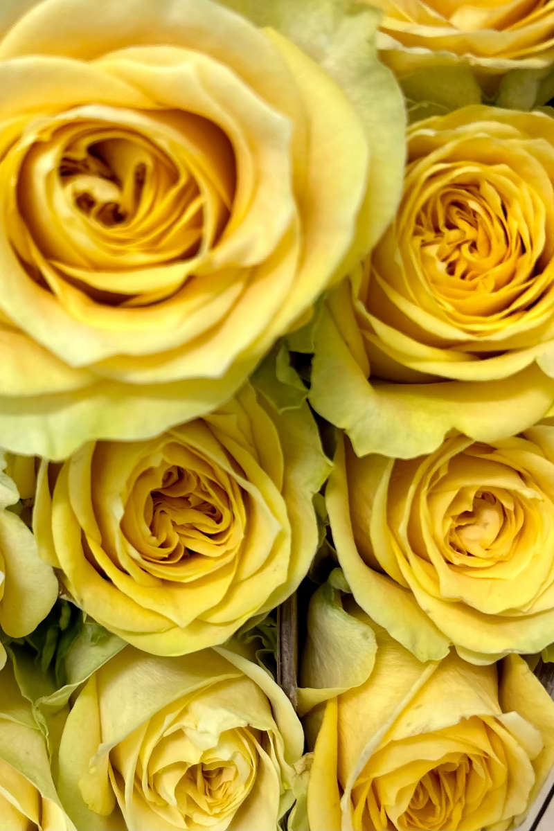 dozen yellow roses