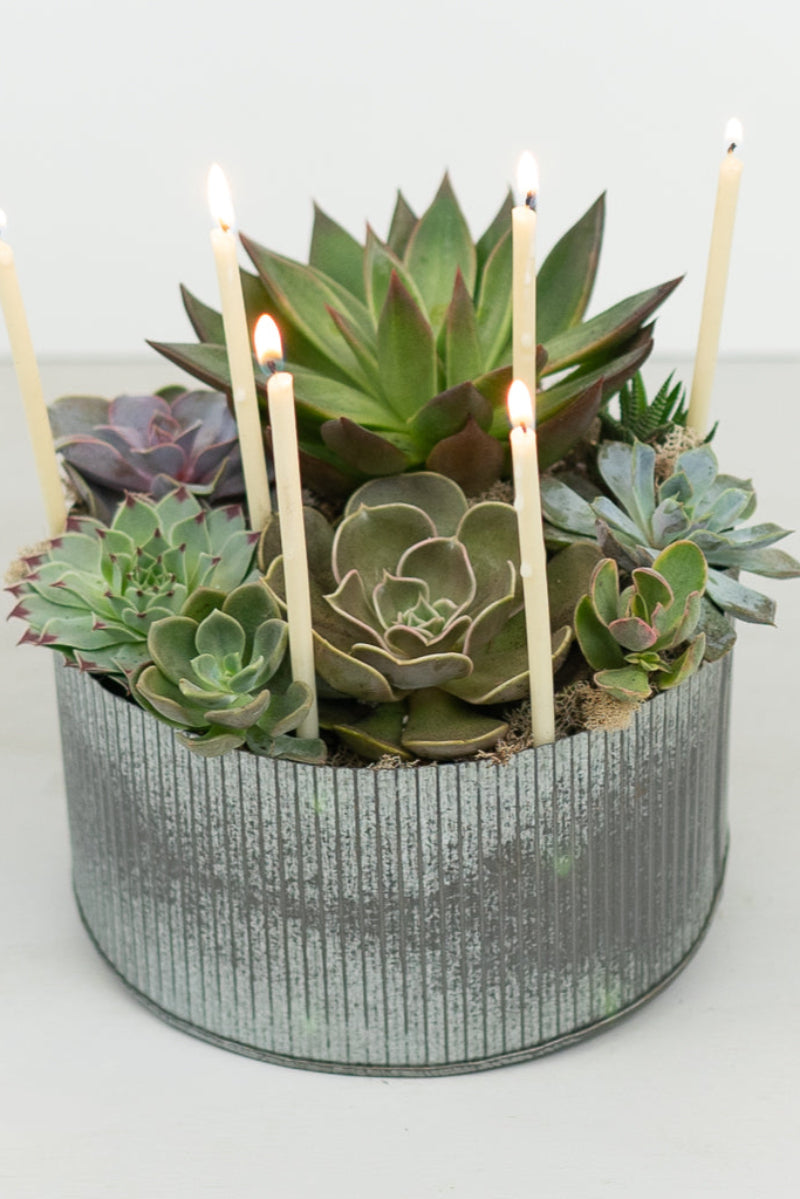 tin filled with a variety of succulent plants and lit candles that look like a birthday cake