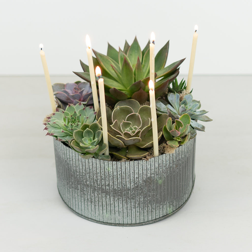 Succulent Birthday Cake with Candles