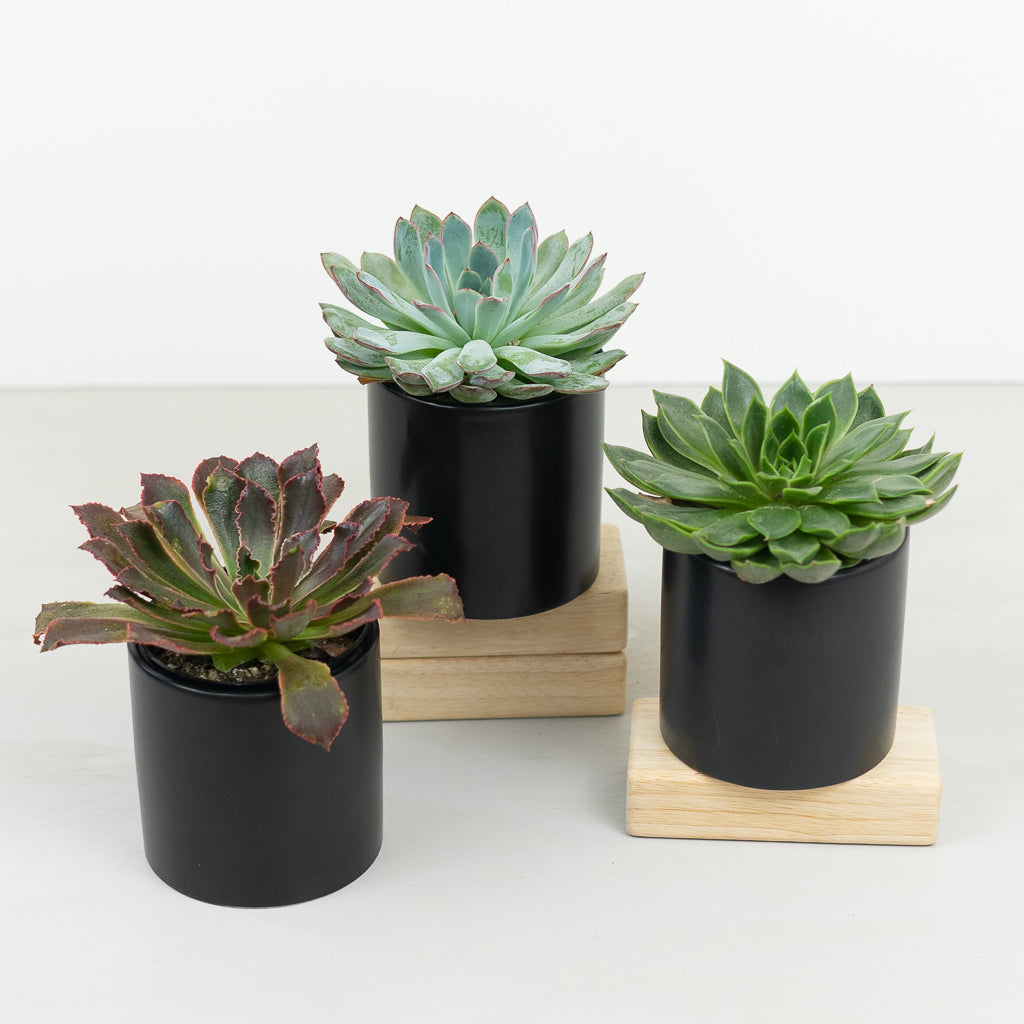 Succulent Plant Trio