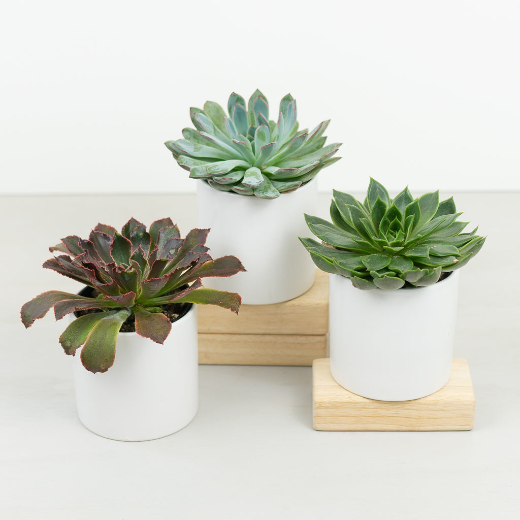 Succulent Plant Trio