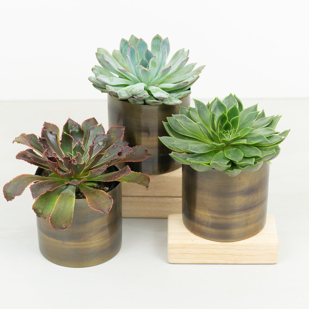 Succulent Plant Trio
