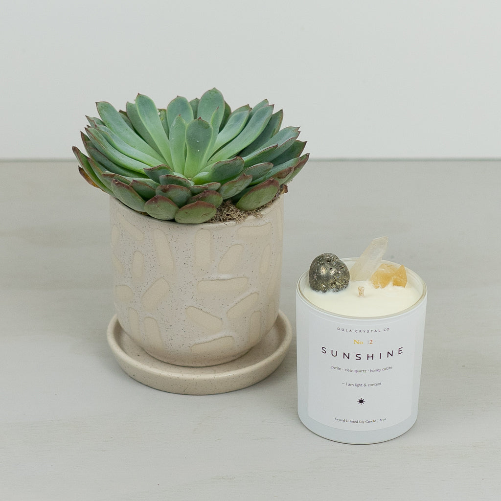 Succulent candles store