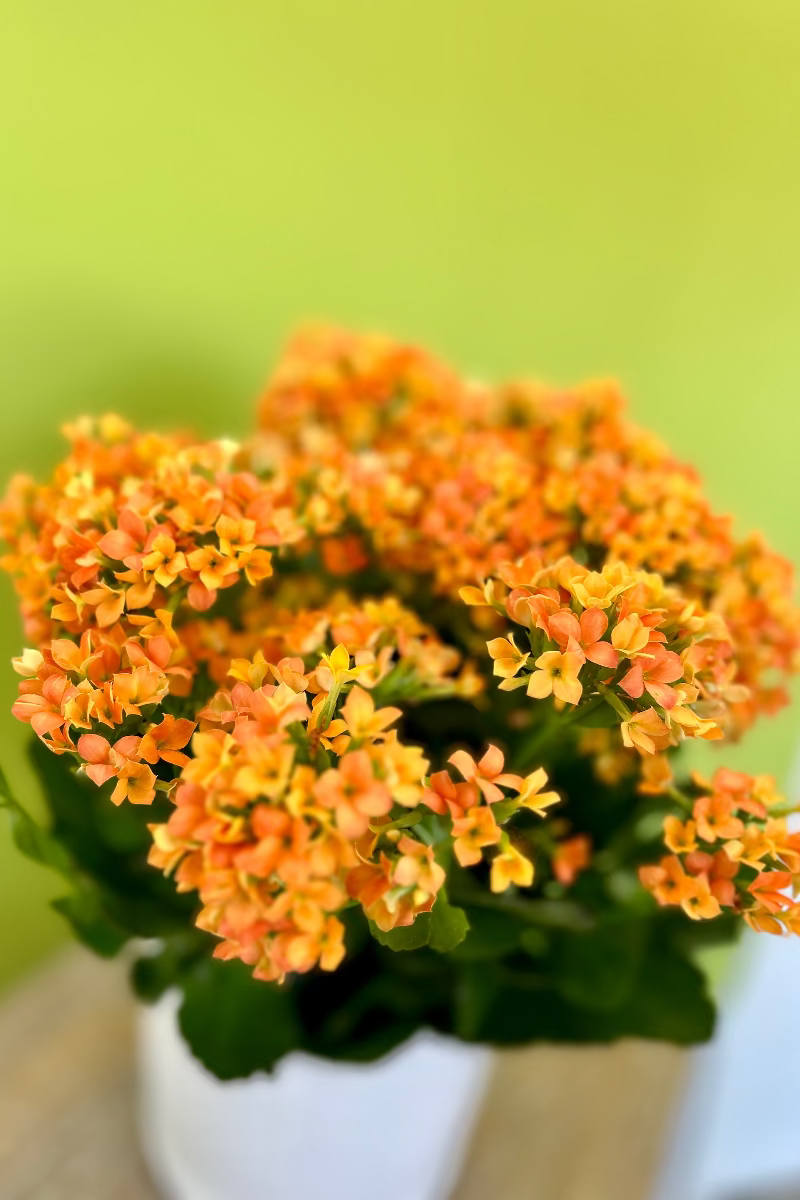 Potted plant with orange and yellow flowers on a blurred background