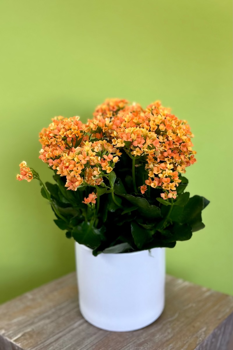 Potted plant with orange flowers on a wooden surface against a green wall