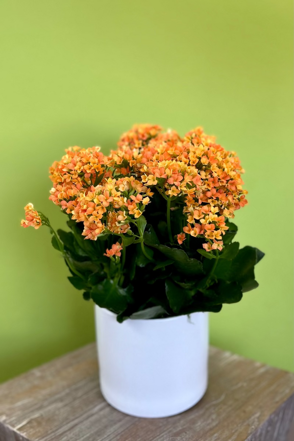 potted plant with orange flowers Blooming Plant