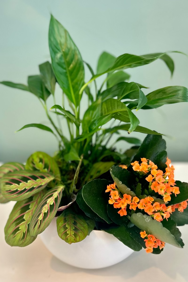 A dish garden containing a blooming kalanchoe with orange flowers, easy care green plants, arranged in a white container.