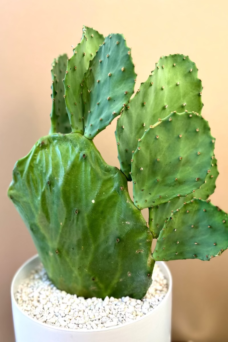 Potted cactus plant for delivery in Castle Pines Colorado