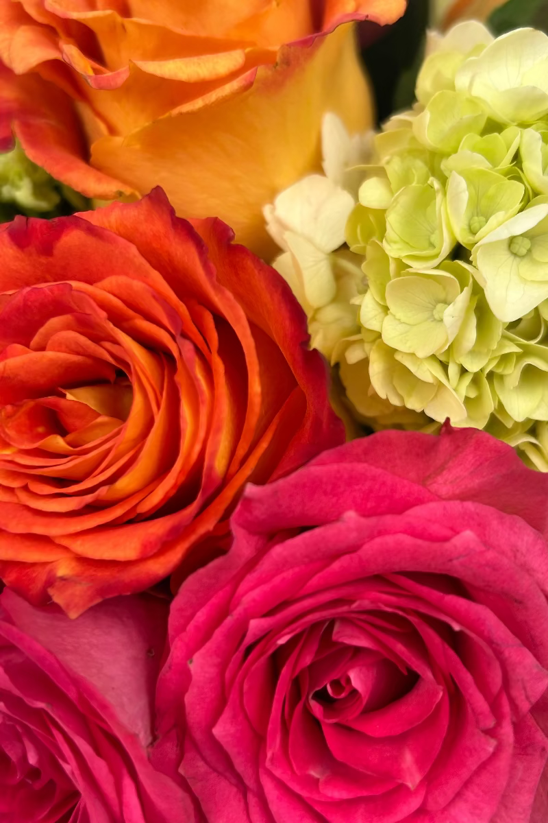 close up image of orange and hot pink roses and green hydrangea bright cheerful pick me up bouquet