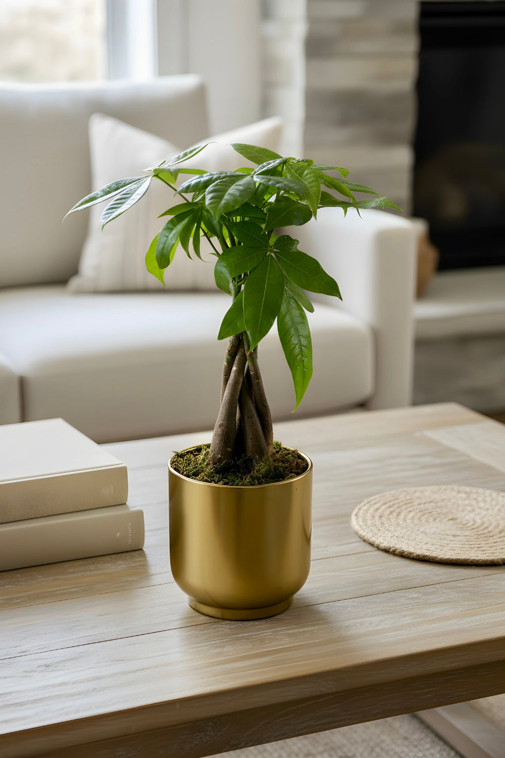 A Golden Fortune Money Tree in a soft gold pot topped with green moss displayed on a coffee table in a modern home, adding a touch of natural style and good‑luck décor.