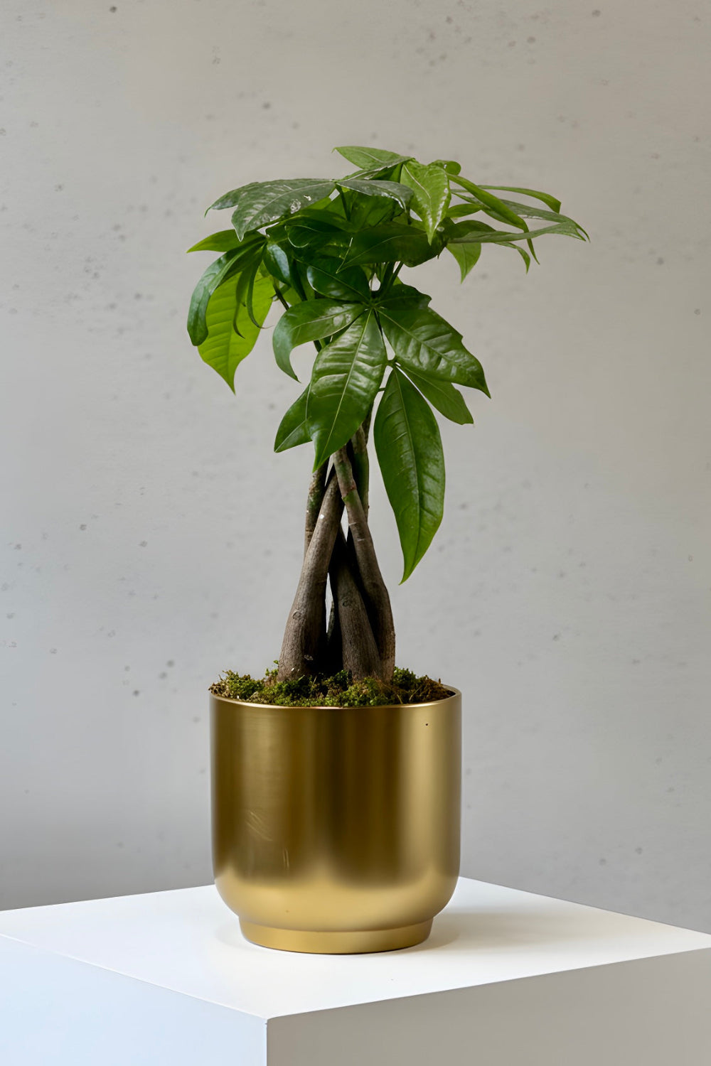 Golden Fortune Money Tree in a soft gold pot topped with green moss, featuring a braided trunk and vibrant leaves — a stylish good‑luck desk plant.