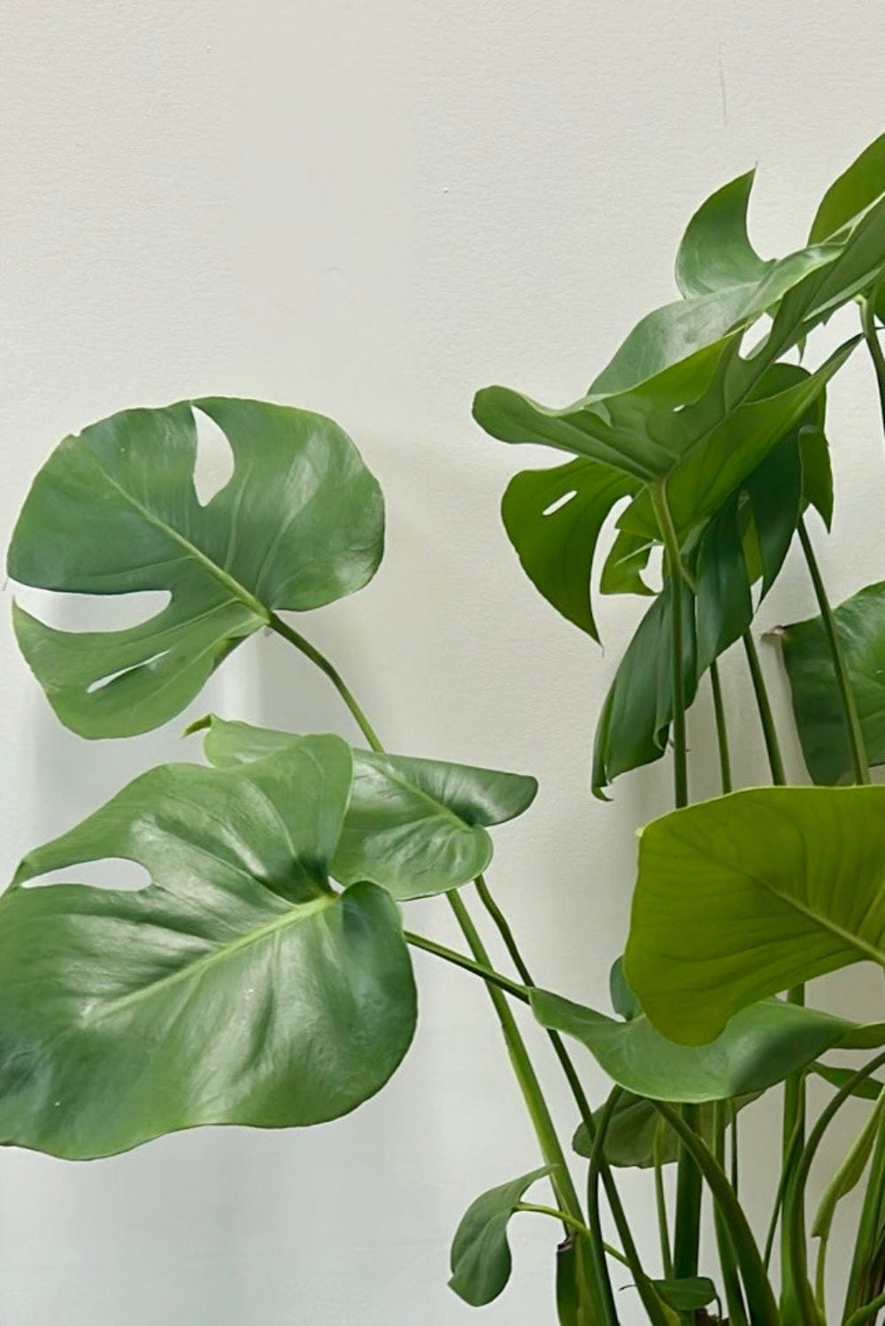 monstera deliciosa floor plant Modern Monstera Floor Plant – Large Indoor Monstera Deliciosa in Contemporary Pot