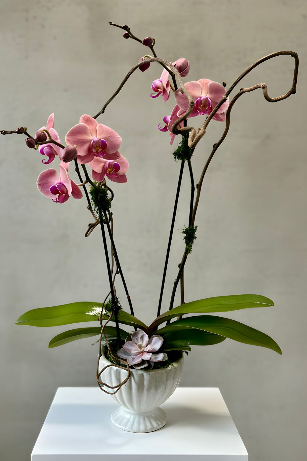 A peachy‑pink double‑stem Phalaenopsis “Peach Glow” orchid arranged with kiwi branch accents in a scalloped footed container, finished with moss and a pink succulent that matches the orchid’s throat—ideal Mother’s Day floral gift.