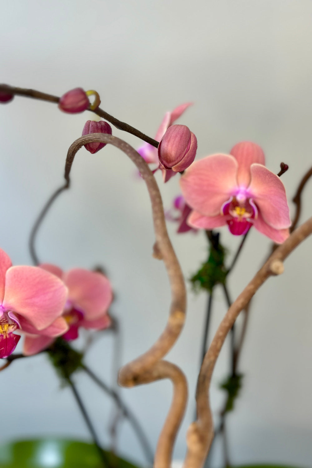 Close‑up of a peach‑pink Phalaenopsis “Peach Glow” orchid bloom showing its detailed throat coloration, soft petals, and elegant texture.