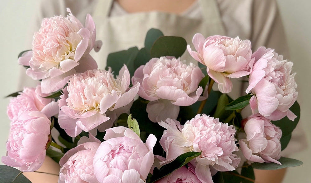 Florist holding a bouquet of twelve pale pink peonies with silver dollar eucalyptus in a scalloped matte pink vase.
