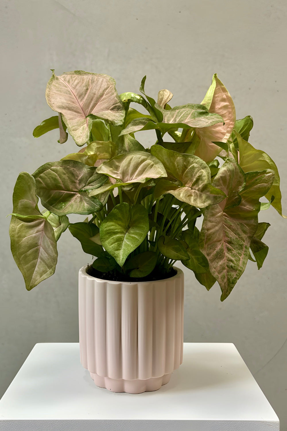 A Pink Arrowhead plant in a pale pink scalloped pot with soft, rosy foliage displayed as a modern indoor décor accent.