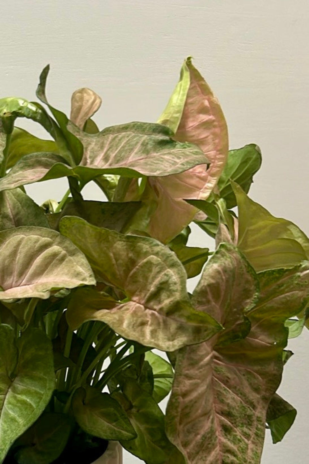 Close‑up of a Pink Arrowhead leaf showing its rosy tones, veining, and natural texture from the Soft Scallops potted plant.