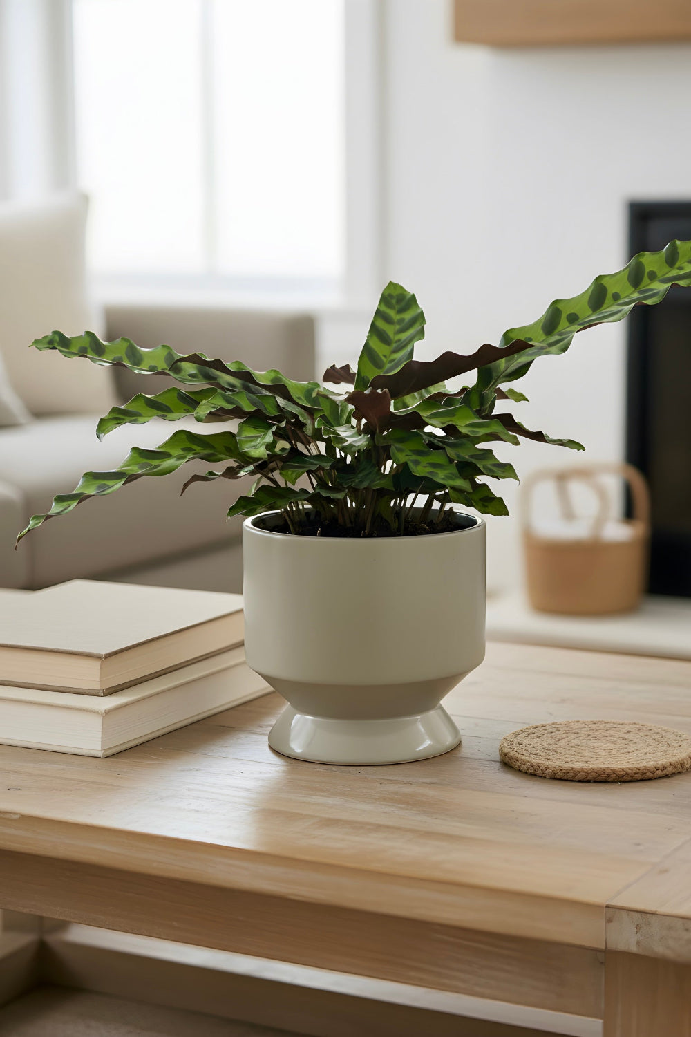 A Rattlesnake Calathea in a sculpted footed pot displayed on a coffee table in a living room, adding modern greenery and patterned foliage to the home décor.