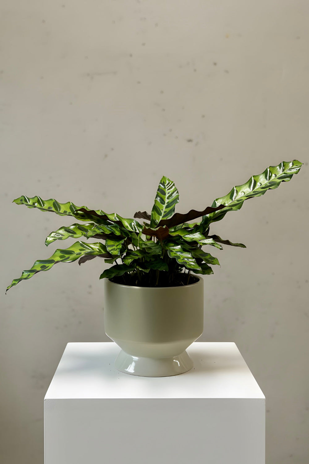 A Rattlesnake Calathea displayed in a sculpted footed pot, showing its patterned leaves and modern style as a decorative indoor plant for the home.