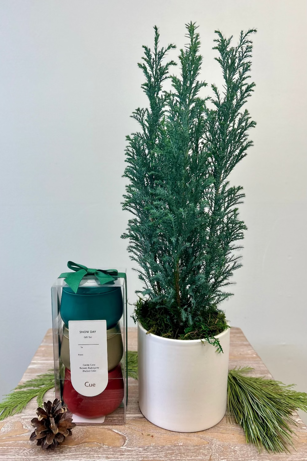Tabletop Cypress Tree Gift Set with festive living cypress tree and optional Cue candle trio
