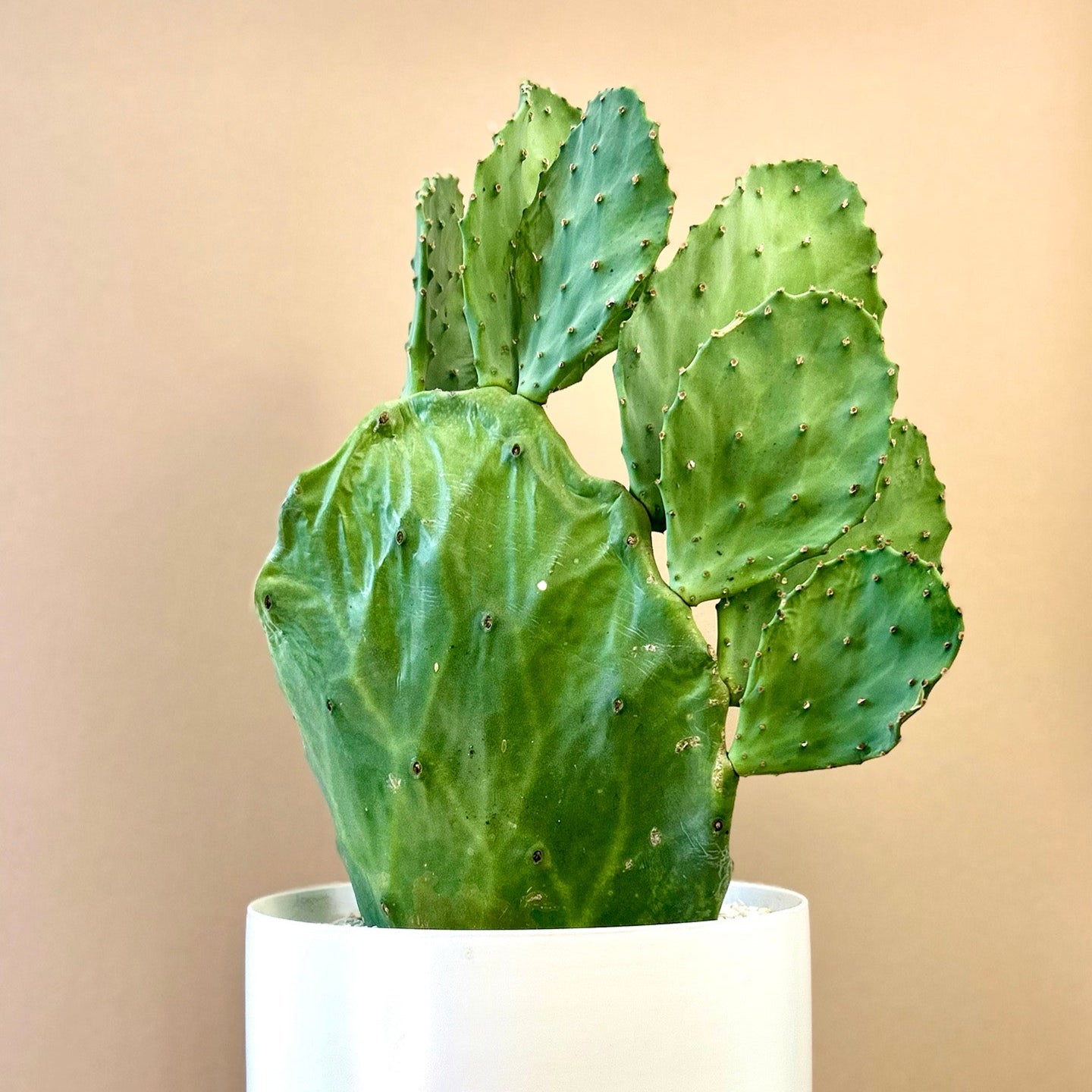 Cactus plant potted for delivery in Lone Tree 