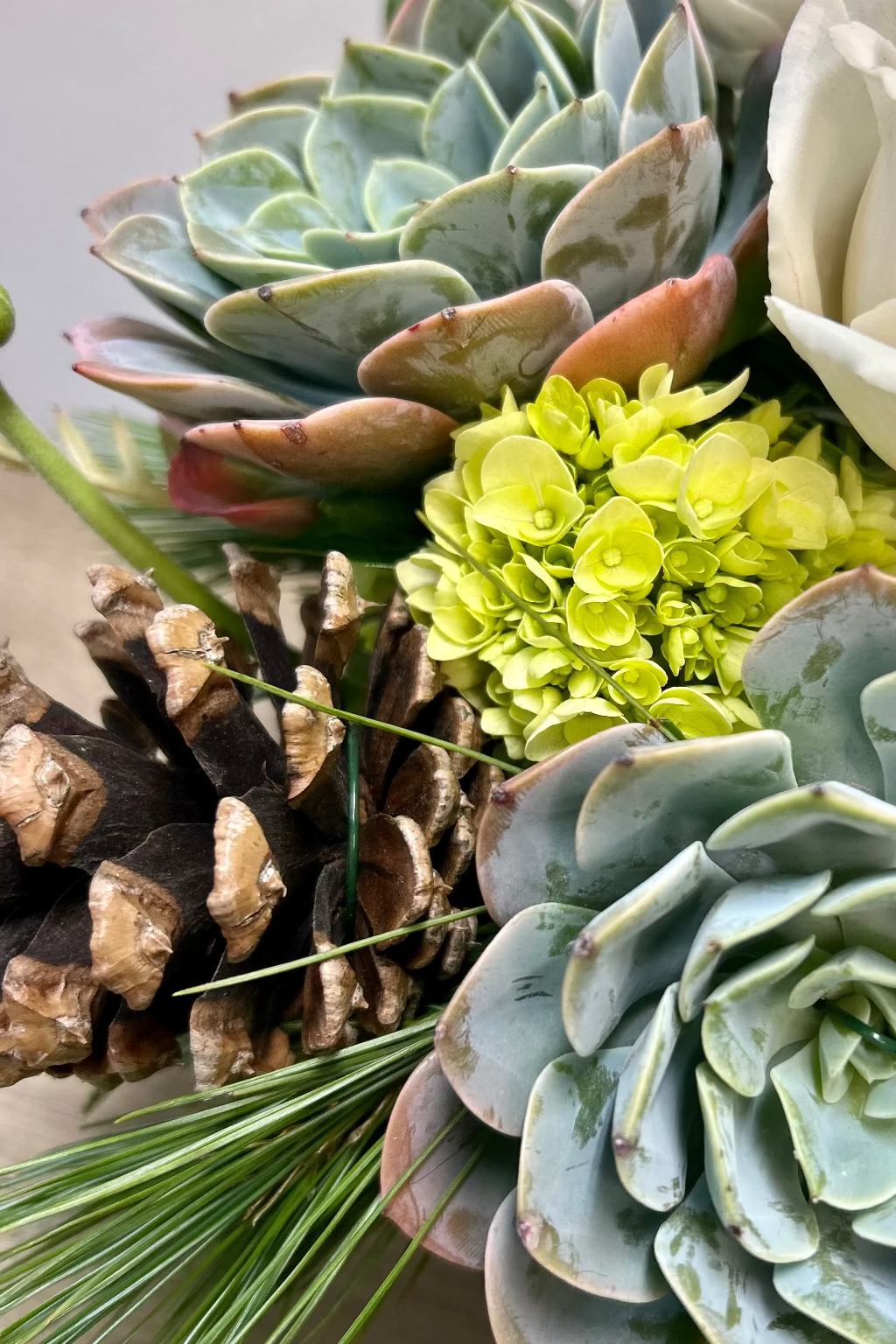 close up of pine cones and succulents