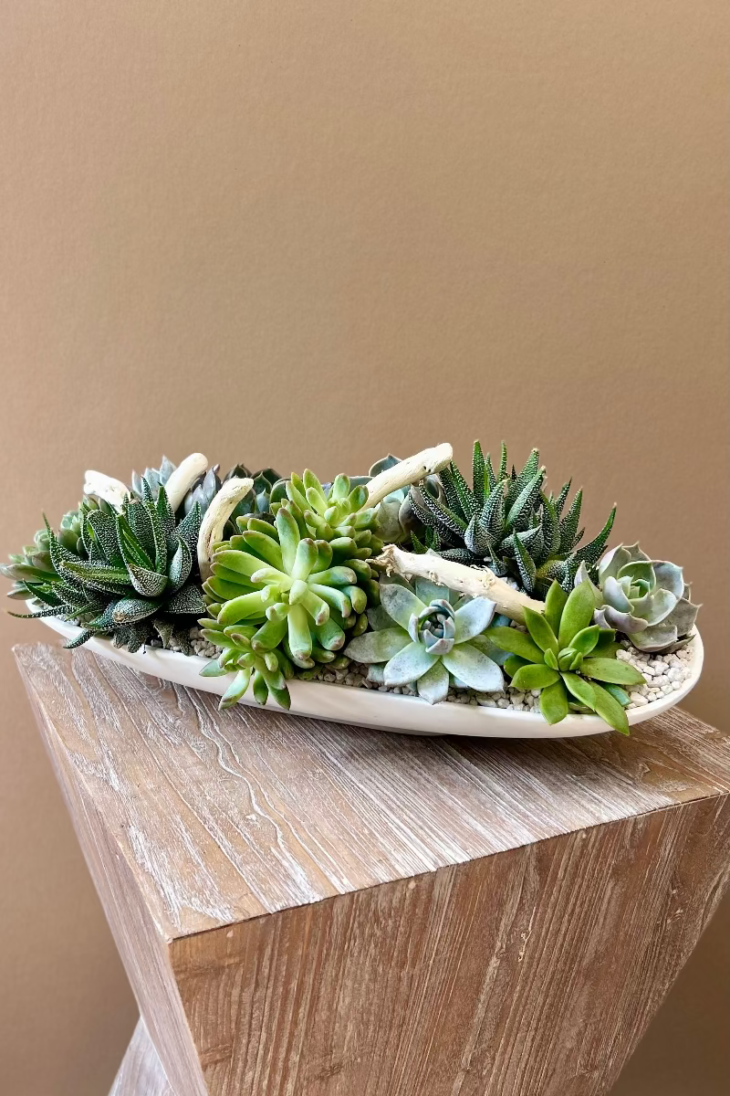 Modern 20 x 6 matte white succulent centerpiece with white pebbles and wood accents