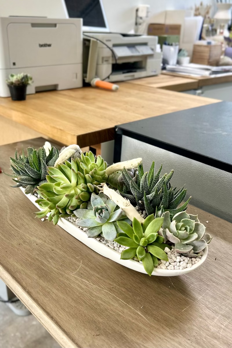 Long low succulent garden centerpiece on dining table in matte white vessel