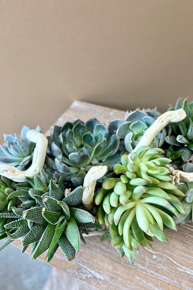 Close-up of succulents with white pebble top-dress and light wood accent