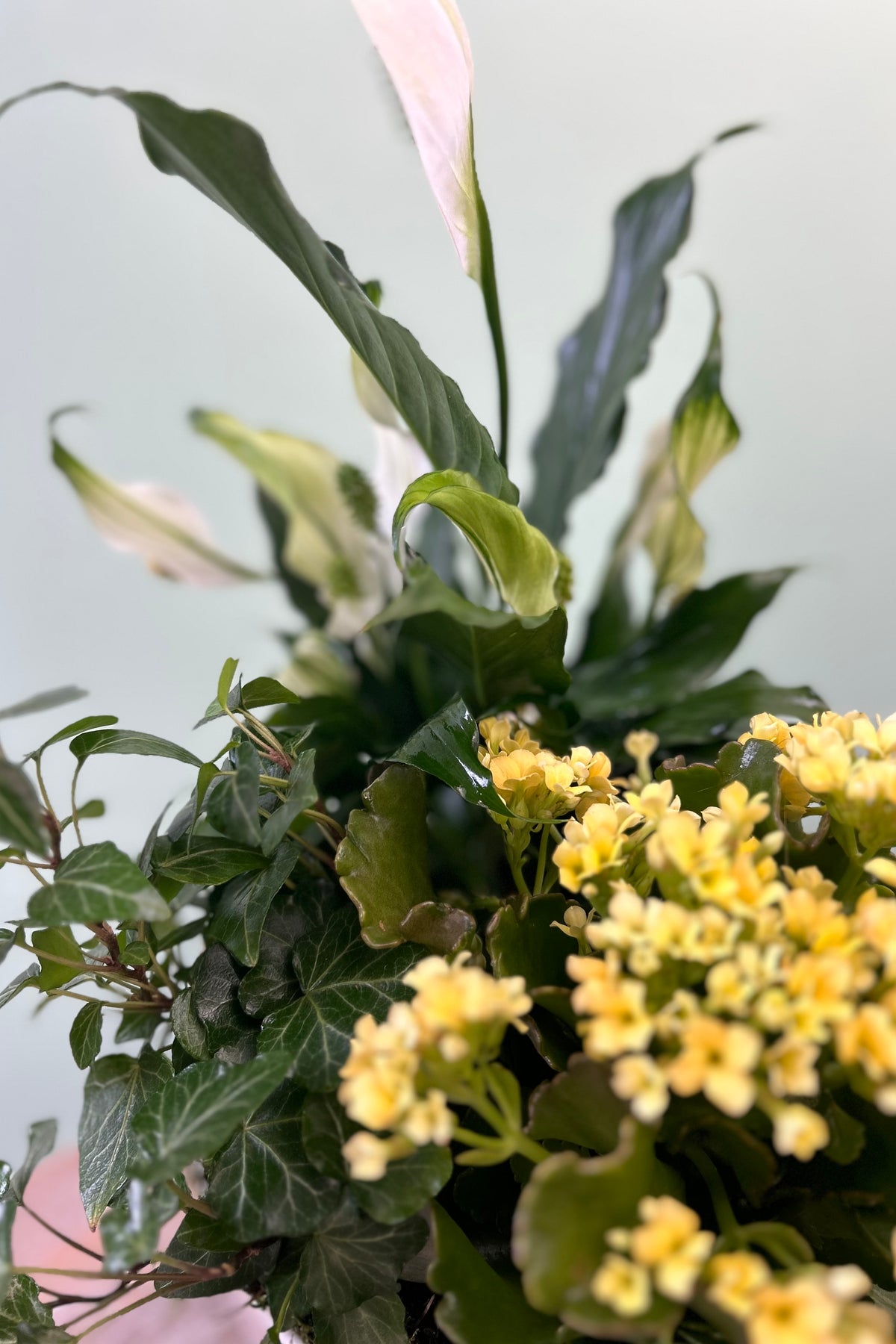 Close-up of dish garden with green leaves and yellow flowers against a light background