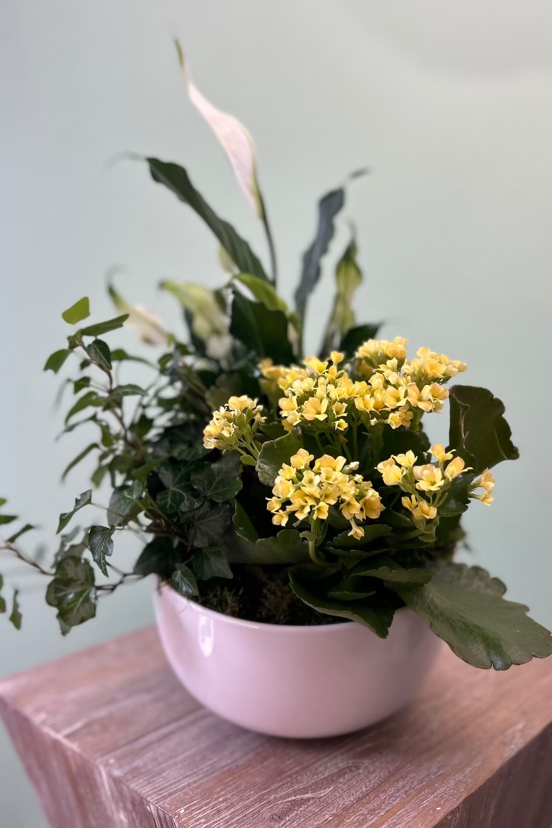 dish garden filled with a variety of plants and blooming plants 
