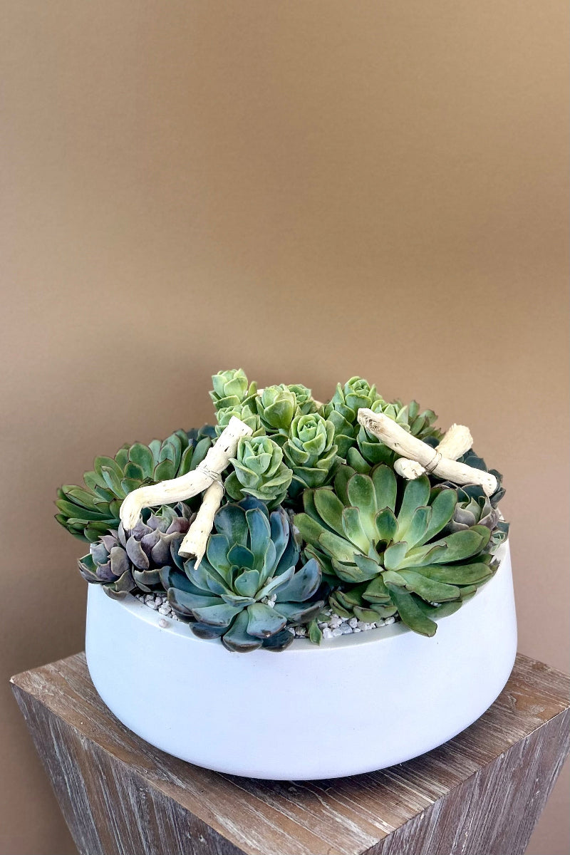Modern ceramic planter with lush succulents from The Flower Fix—stylish greenery gift for calm and renewal
