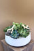 Modern ceramic planter with lush succulents from The Flower Fix—stylish greenery gift for calm and renewal
