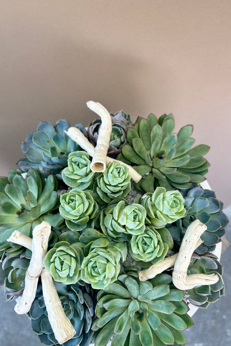 Succulent garden on kitchen counter delivering peaceful vibes and lasting style
