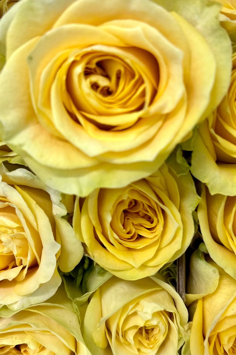 yellow roses for friendship and love ready for delivery in castle pines colorado