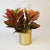 Fall Croton Houseplant