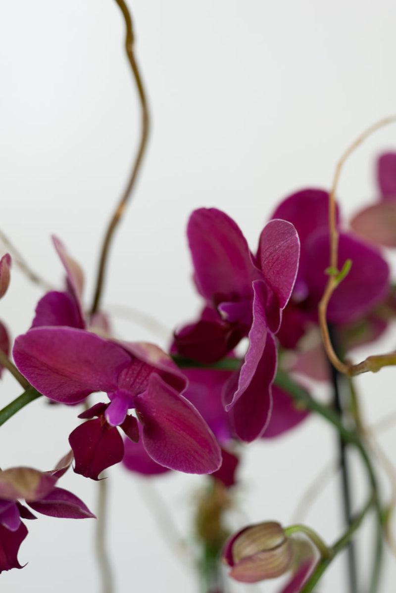 purple phalaenopsis orchid