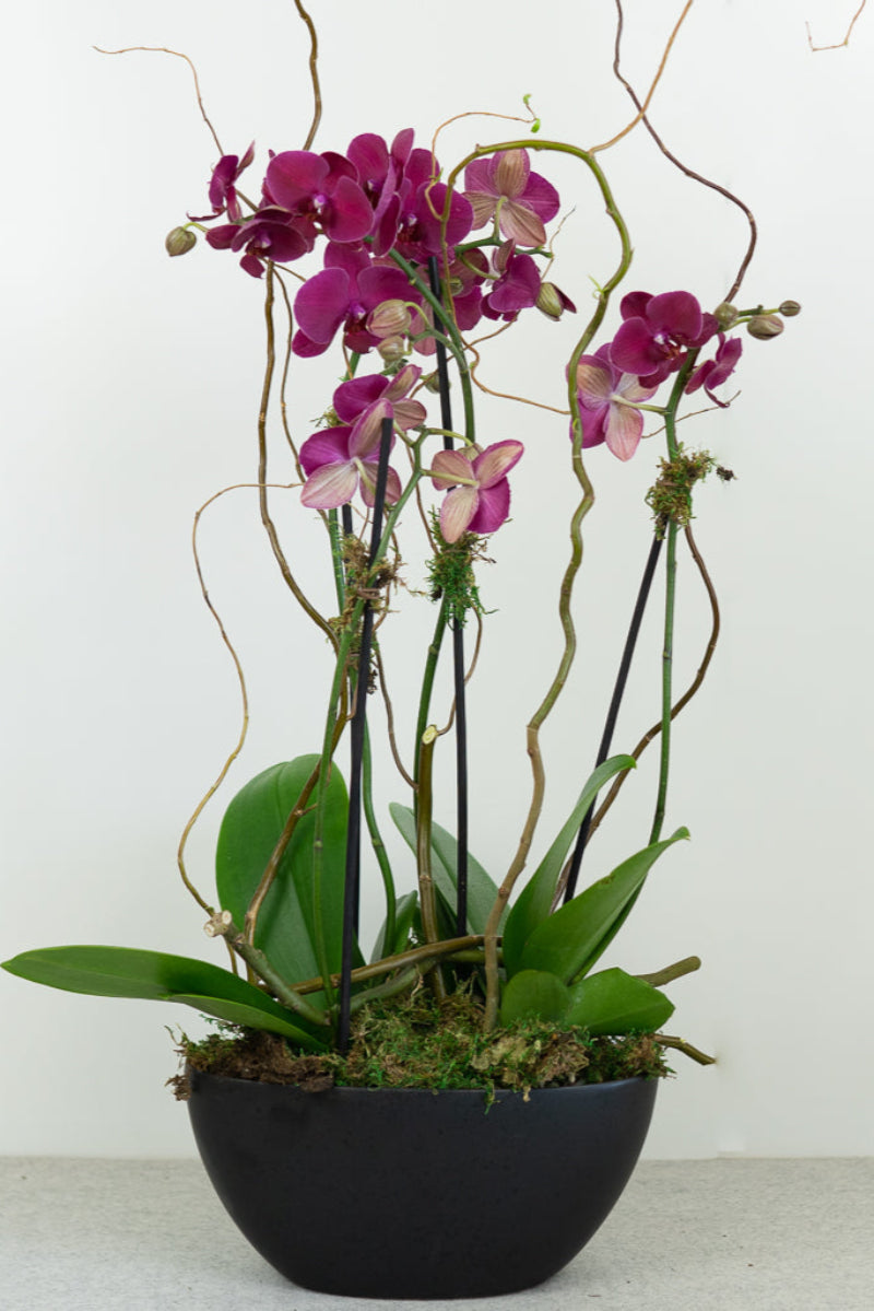 A potted Phalaenopsis orchid plant with purple and pink blooms, green moss detail, and natural branch support, placed in a neutral modern pot.