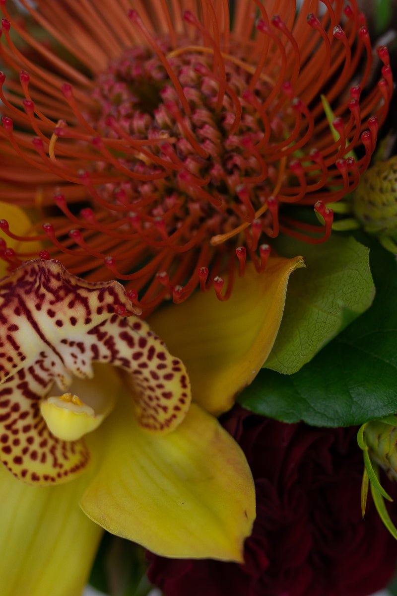 close up of protea and orchid